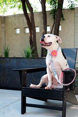 Dog Collar DAISY Flower | Wool Felt Dog Collar Attachment | Removable Cute Pet Accessory | Collar Flower - image7